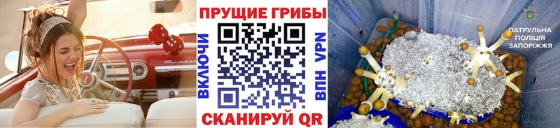 Псилоцибиновые грибы мицелий  даркнет сайт  гидра зеркало  Горбатов 